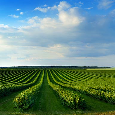 Advanced Farm and Ranch Succession Planning: Securing Your Legacy